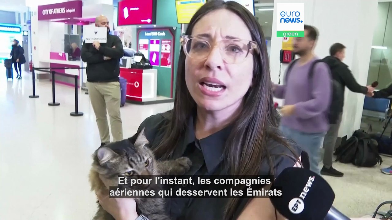 Grèce : chiens et chats rapatriés avec leurs maîtres depuis Abou Dabi
