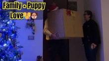 Family welcomes Golden Retriever puppy on Christmas after losing a family dog