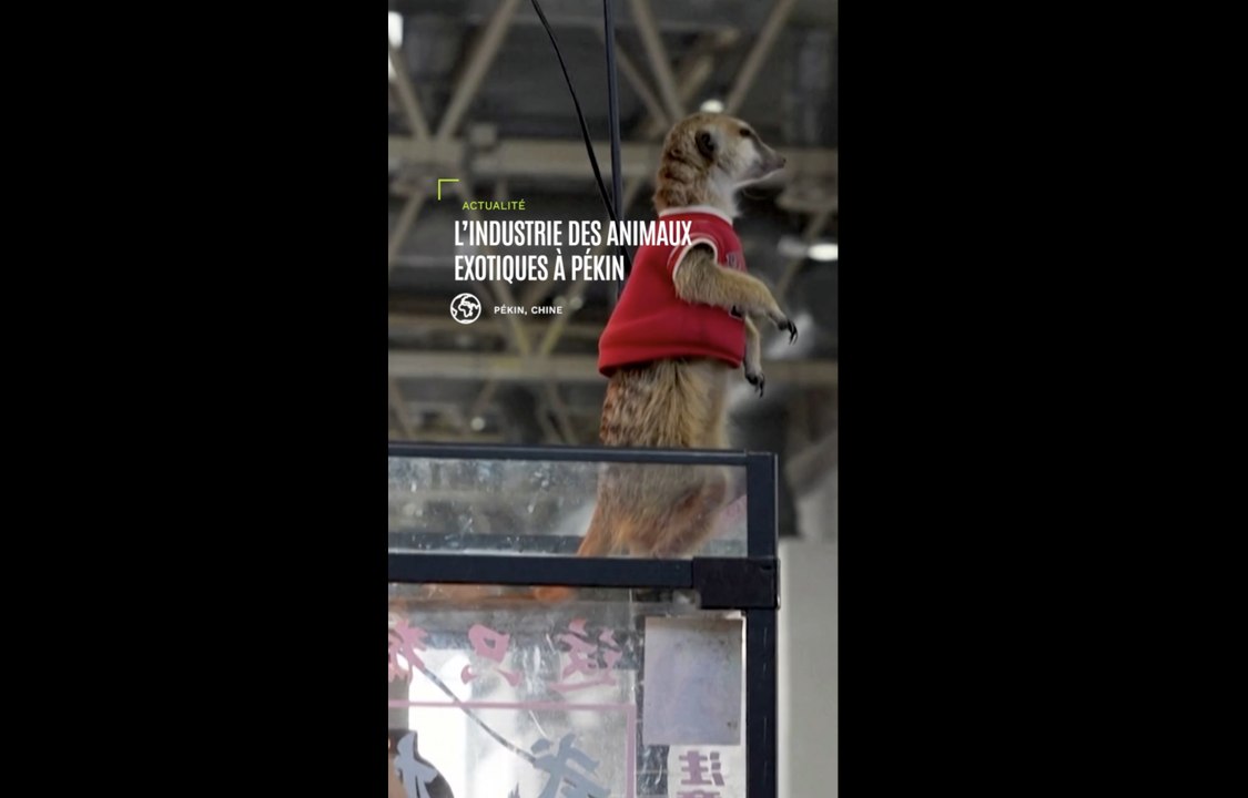 L’industrie des animaux exotiques, lors du salon des animaux de compagnie à Pékin
