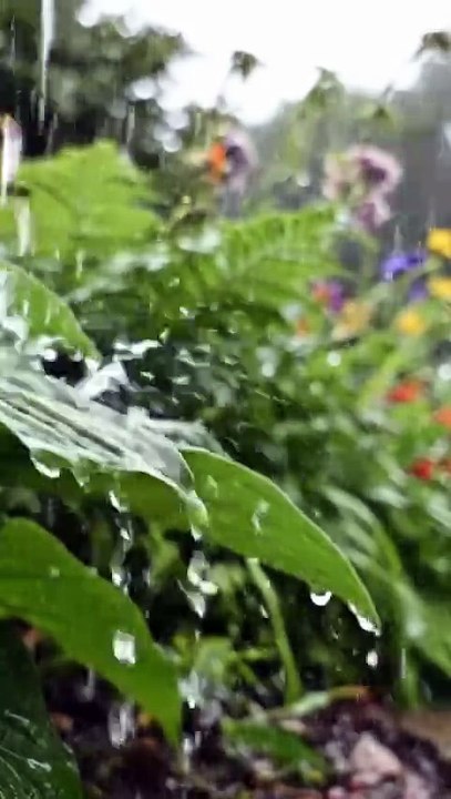 Hujan Jatuh Di Dedaunan Di Taman Pedesaan