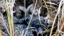 Namibian Cheetahs Give India Four Cubs, First in Over Seven Decades