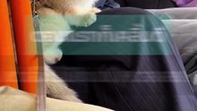 น้องเหมียวเคลิ้มอยู่ตั้งนาน แต่พอรู้ตัวไม่ใช่แม่ถึงกับเหวอแรง