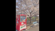 Sakura spring