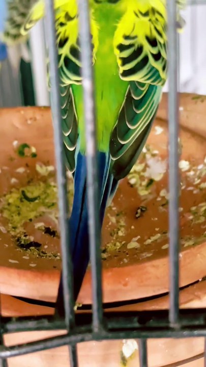 Pets Life #petslife #Viral #Funny #beauty