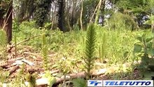 Video News - Boschi bresciani, una miniera verde