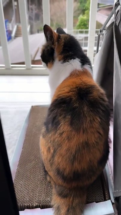 A Cute Kitten Sitting by the Window in the Early Morning and Meowing Softly.” 🌅🐾😺