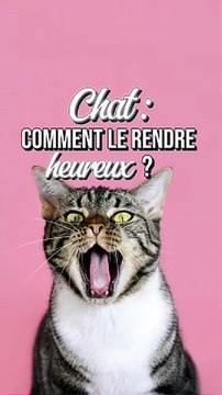 Chat : comment aménager un environnement idéal ?