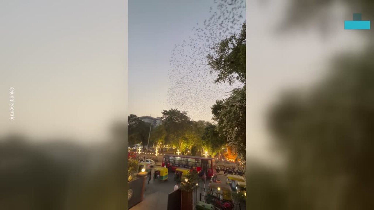 Stunning Starling Murmuration