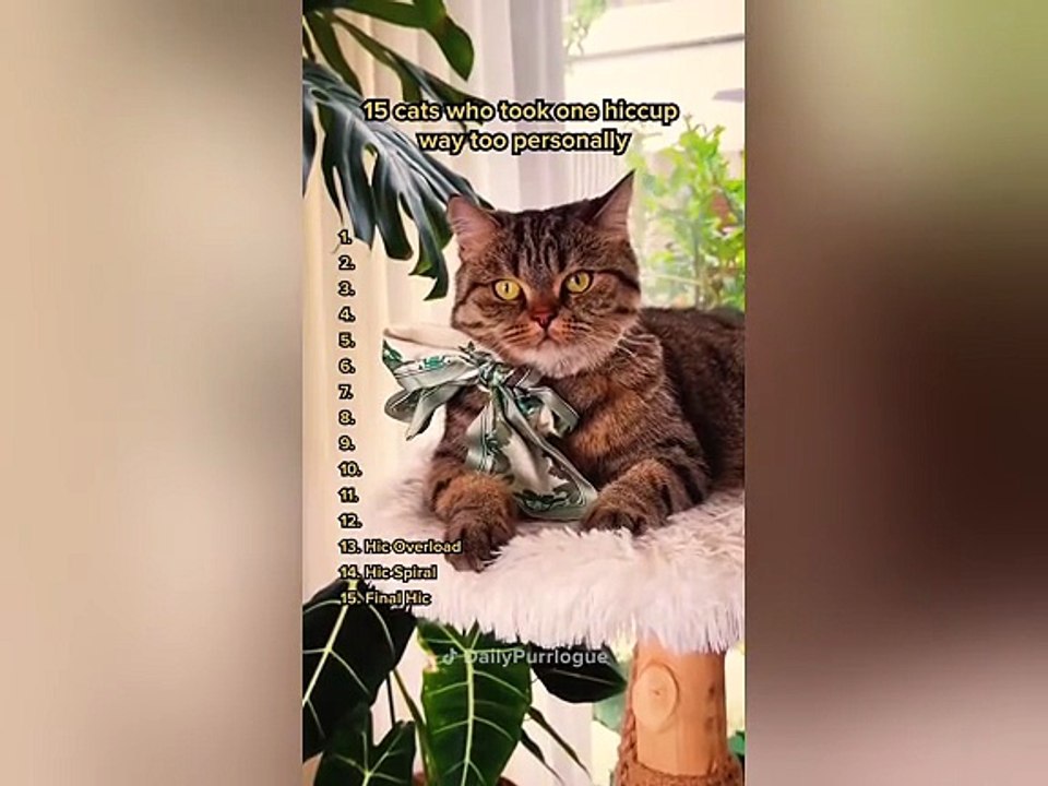 funny cats 1