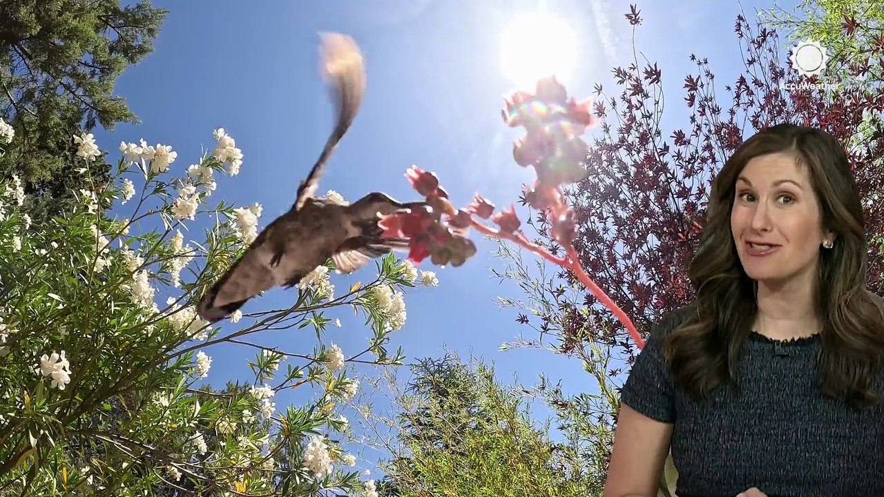 Why meteorologists care about hummingbird migration and you should too!