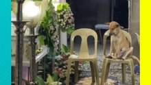 Perrito intenta no quedarse dormido durante el velorio de su dueña