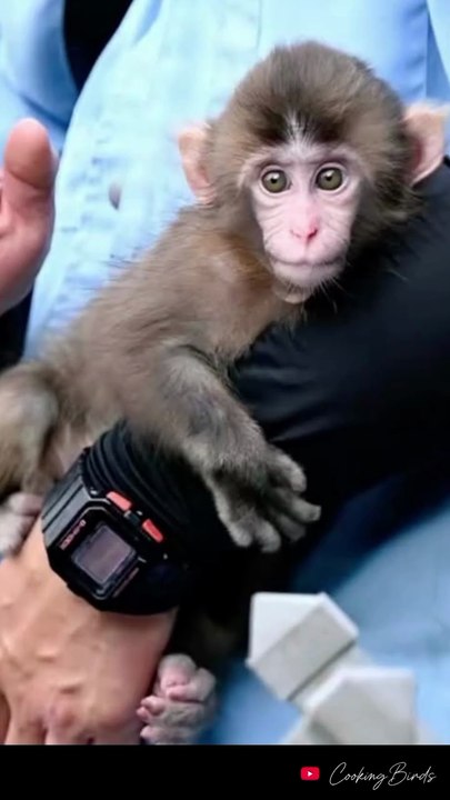 Baby Monkey Punch 💞 Just 2–3 Months Old — So Fragile… So Innocent… So Precious… & Full of Love ❤️