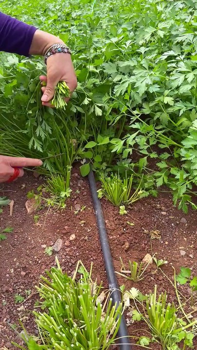 How to harvest parsley?
