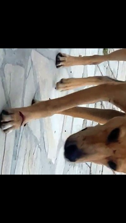 Maus-tratos: cães aparecem lesionados em praça de Fortaleza