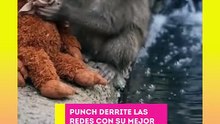 ¡PUNCH EL MONO LAVA A SU MUÑECO! Pero… es un ENGAÑO con IA
