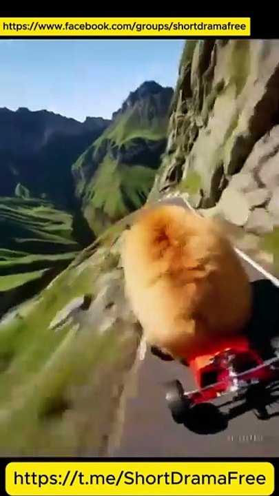 Substitute Bride For The CEO 2026 ShortDrama