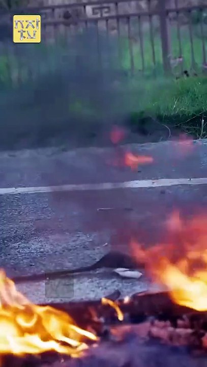 DEAR EX KISS MY CROWN