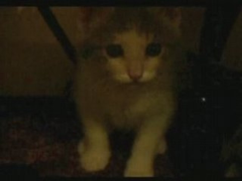 Chat : Mousse et la caméra