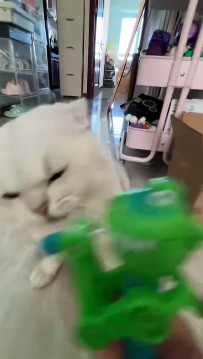 funny.cat555-Cat's reaction to toys is very funny 🤣🤣🐱 #cat #cats #catsoftiktok #reaction #funnycat #funny #catlovers #fu