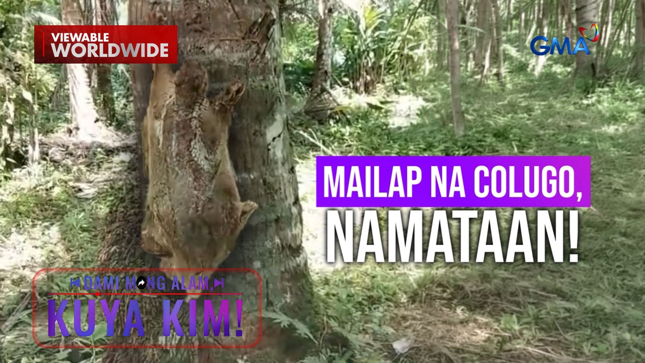 Mailap na 'Colugo', namataan na na-trap sa isang sanga sa Samar! | Dami Mong Alam, Kuya Kim!