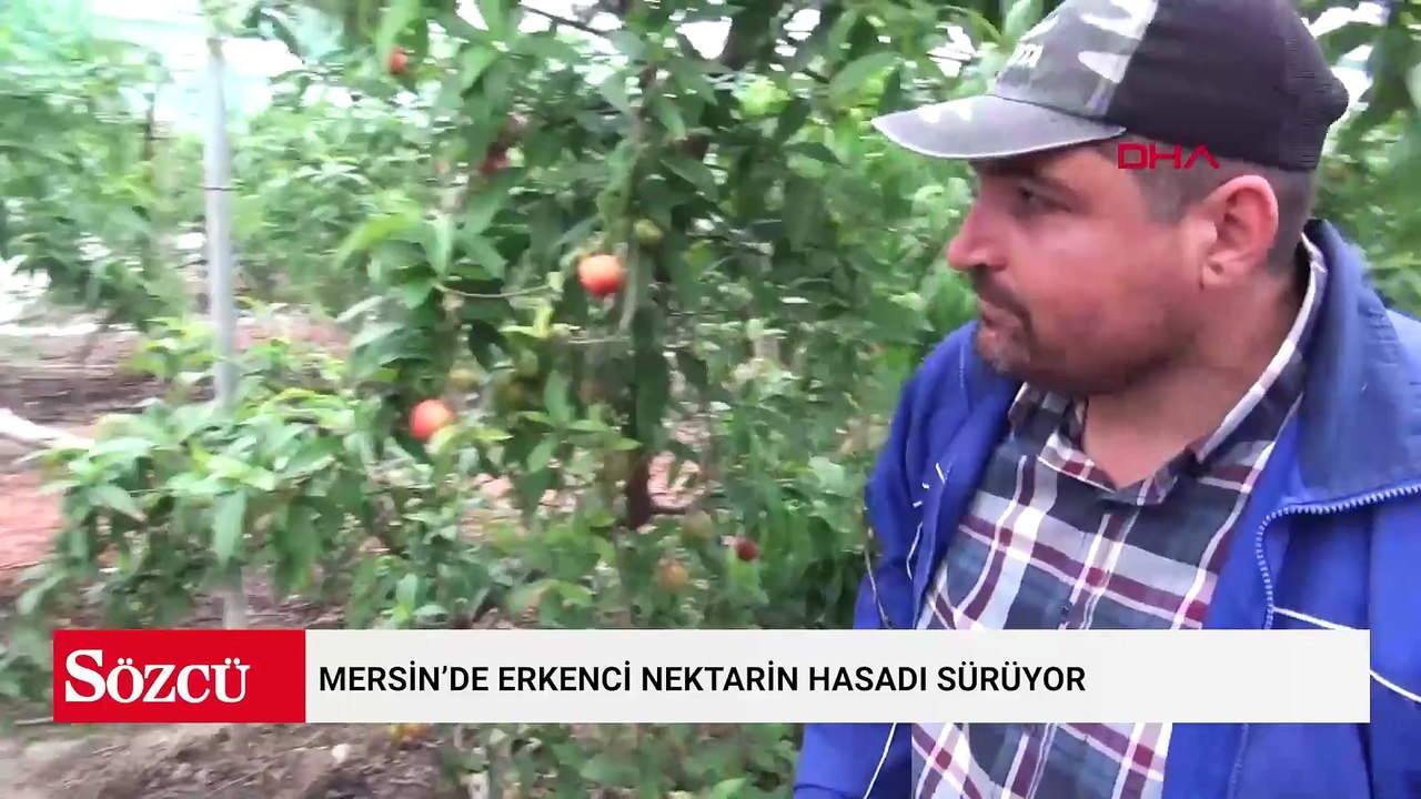 Mersin’de erkenci nektarin hasadı sürüyor; kilosu 500 TL’den alıcı buluyor