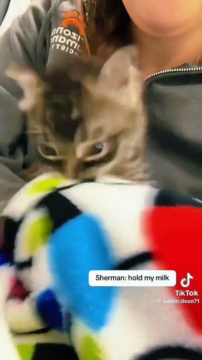 Wenn Katzen imitieren