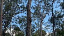 Australian monitor lizard