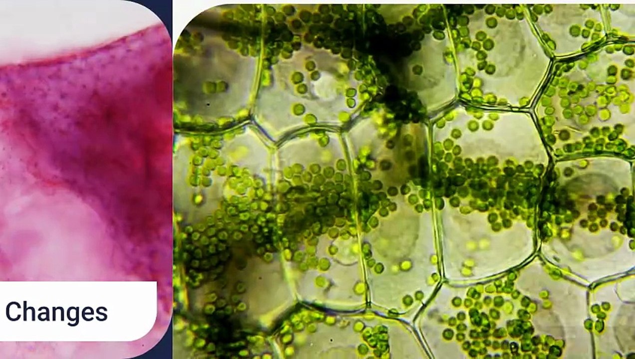 What Causes the Dark Center in Sunflowers? 🌻