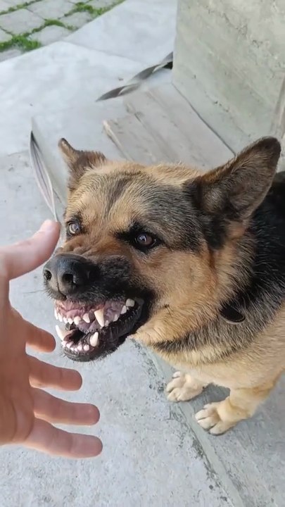 Funny German shepherd #funny German shepherd dog 🐾🐩😂😂😂 short video