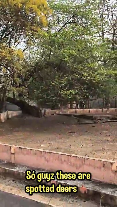 Beautiful Spotted Deer (Chital) in the Wild | 4K Wildlife Photography 🦌