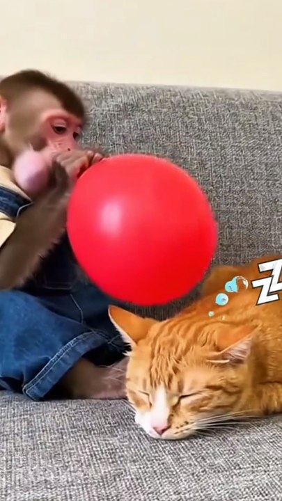 Funny Monkey Tricks a Boy and Gets Hit 😂🐒