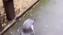 Penguin Hug That Melted Everyone