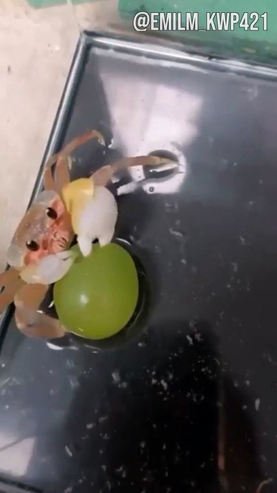 Crab vs Grape Was Too Cute
