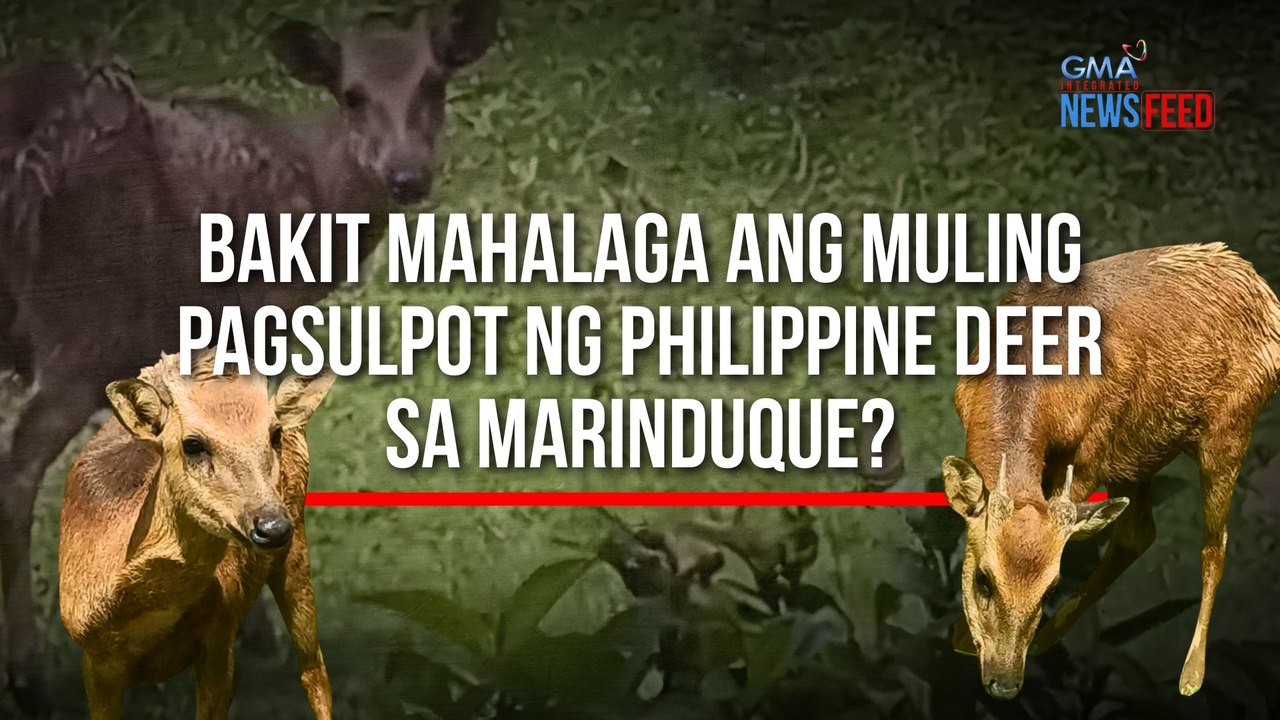 Bakit mahalaga ang muling pagsulpot ng Philippine deer sa Marinduque? | GMA Integrated Newsfeed
