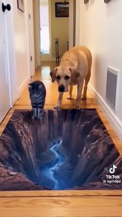 "peinture 3d"; ou, "Chiens😂 & Chats après missile !!!"