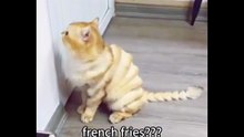 Funny Animal Activity Compilaction 😂 #Funnyanimals