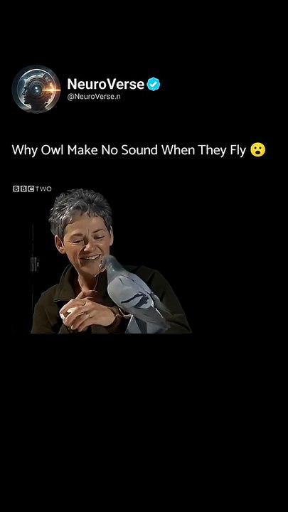 Owls Make No Sound When They Fly
