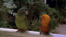Paulie (1998) | Family Adventure Comedy | Talking Parrot Movie