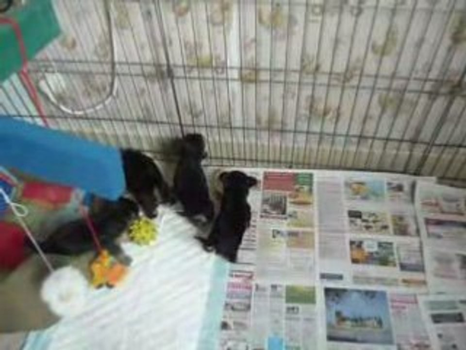 Photochiot 002