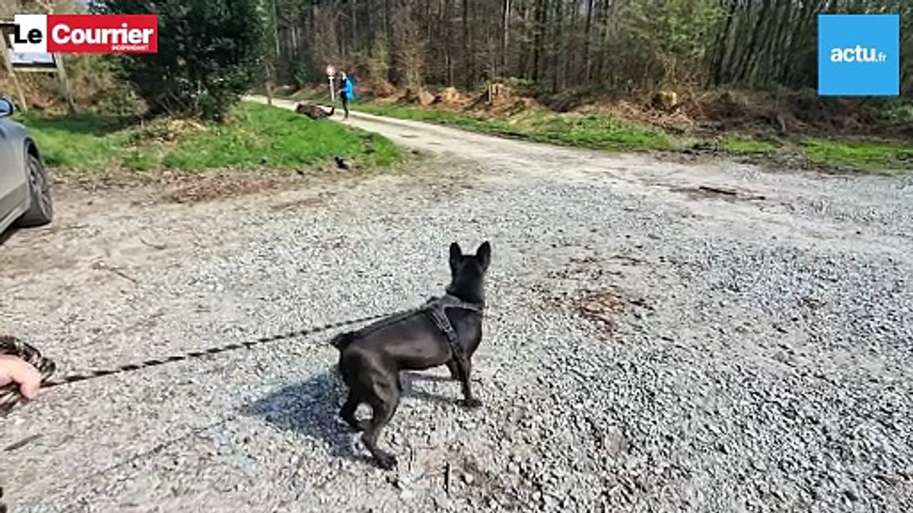 Laura, éducatrice pour chiens à Loudéac (Côtes-d'Armor)