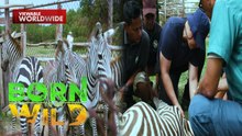 Hamon sa pagkuha ng blood sample sa maiilap na zebra sa Palawan | Born To Be Wild