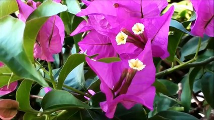 alunni del sole- concerto