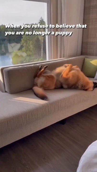 Funny German shepherd dog #german shepherd 🐶 💕follow me please watch my shorts funny videos on daily motion