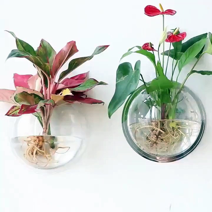 Clear Wall Planter Pot | Round Plastic Dual Fun...