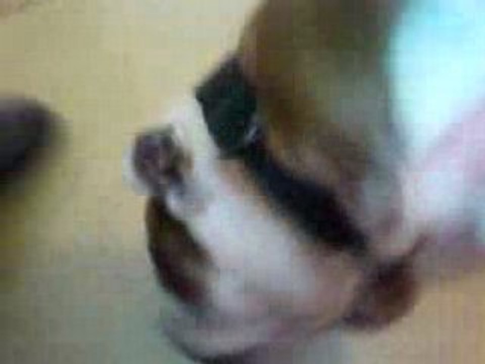 tairo