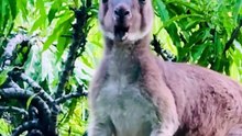 Australian kangaroo