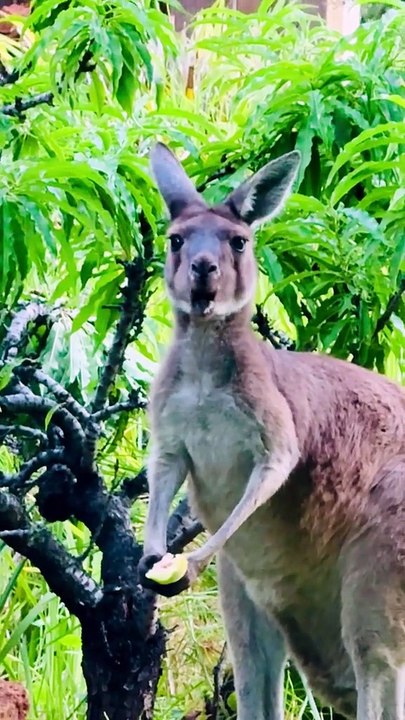 Australian kangaroo