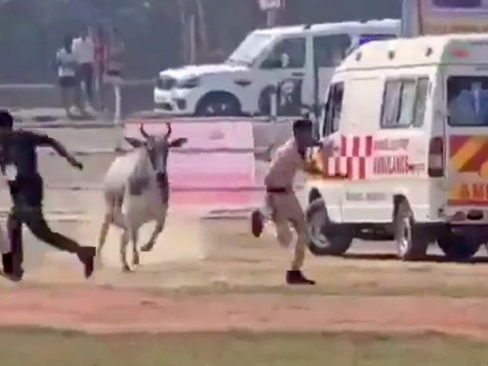 Wütender Stier jagt Polizisten vor sich her