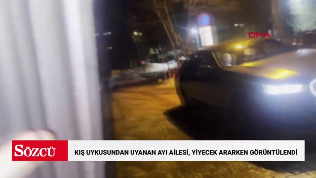 Uludağ’da kış uykusundan uyanan ayı ailesi, yiyecek ararken görüntülendi