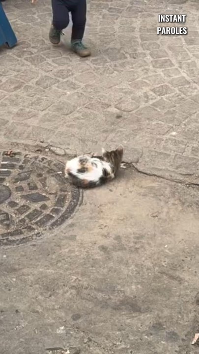 Ce petit garçon caresse ce chat en plein milieu de la rue